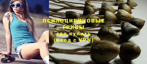 прущие грибы Бородино